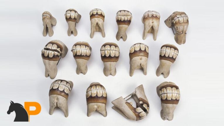 تشخیص سن اسب از روی دندان‌ها