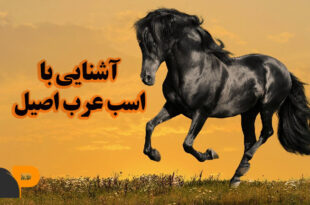 اسب عرب اصیل