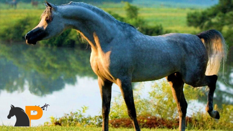 اسب نژاد شاگیا