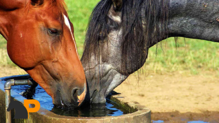 سلامت اسب و نوشیدن آب