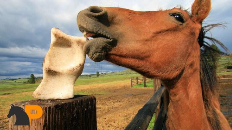 نمک خوردن در اسب‌ها
