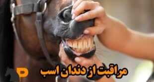 دندان اسب