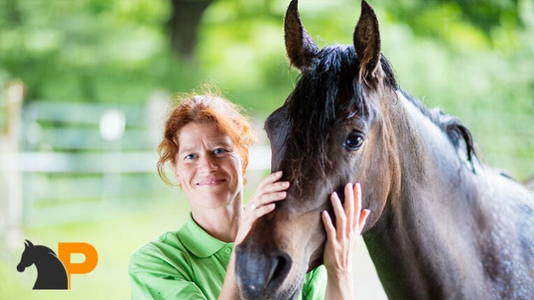 علائم اصلی سلامت اسب