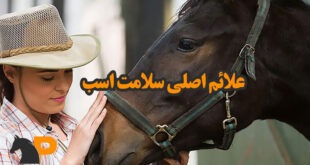 علائم اصلی سلامت اسب