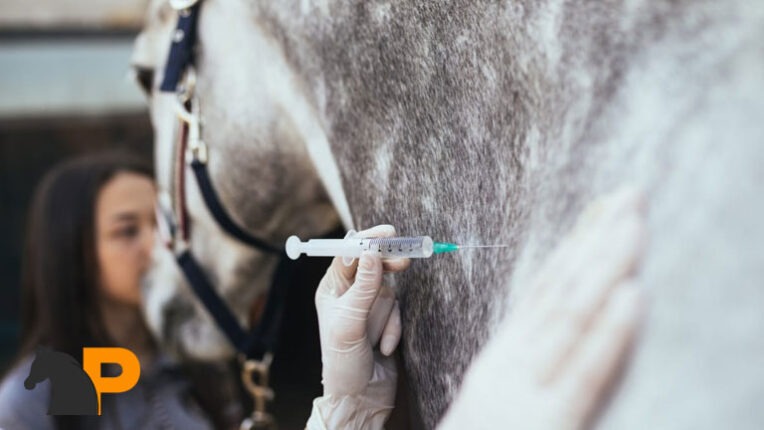 واکسن اسب