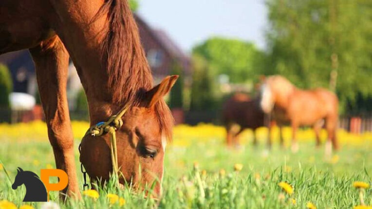  داروهای ممنوعه برای اسب