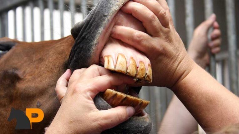 تشخیص سن اسب از روی دندان‌ها