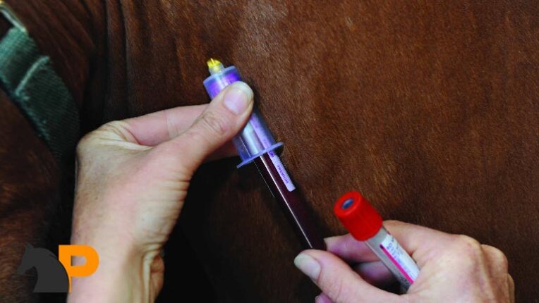 آزمایش خون اسب